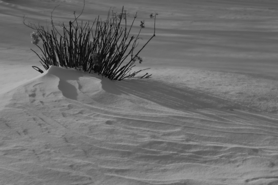 2011 01 23 IMG 18641bw